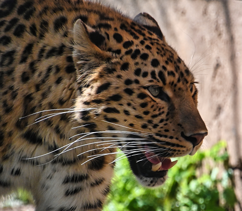 Black Glossy Mug - Leopard 1
