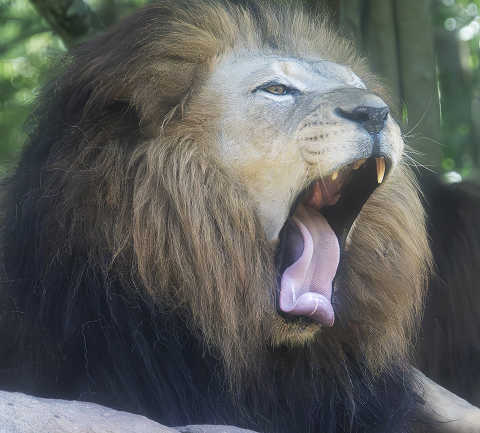 Black Glossy Mug - Lion 2