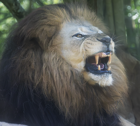 Black Glossy Mug - Lion 2