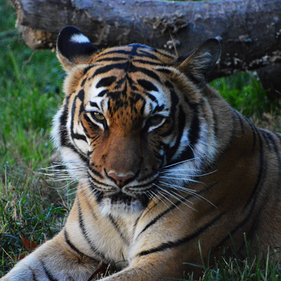 Black Glossy Mug - Tiger 2