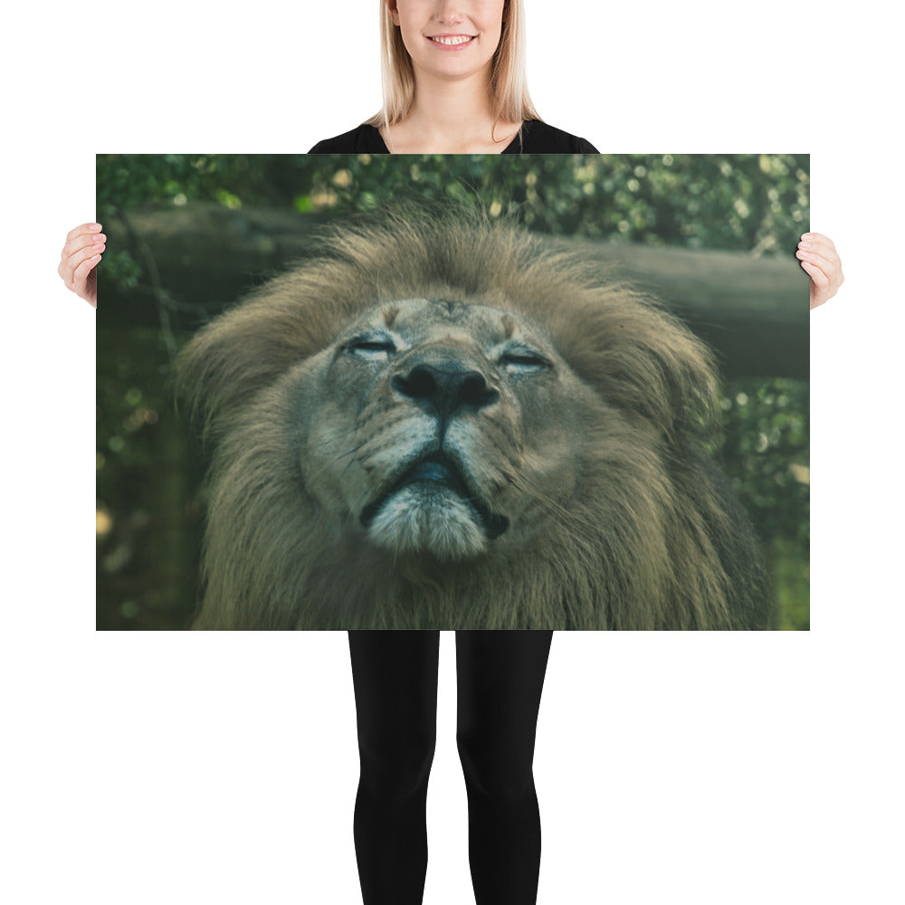 Poster - Majestic Lion