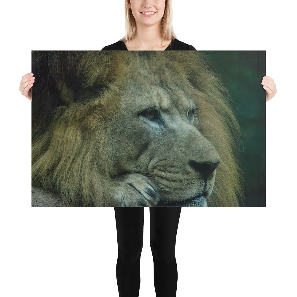 Poster - Lion Close-up
