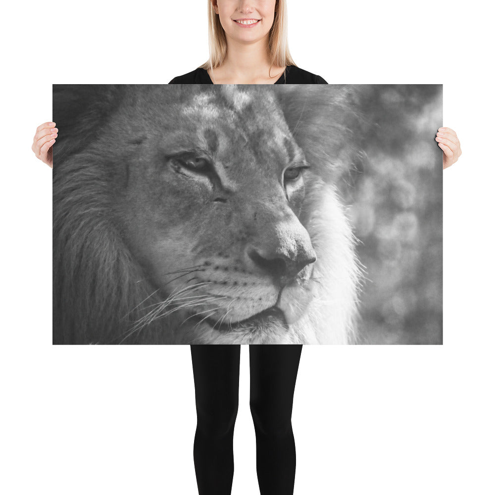 Poster - Lion Greyscale