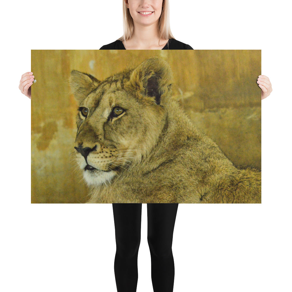 Poster - Young Lion 1