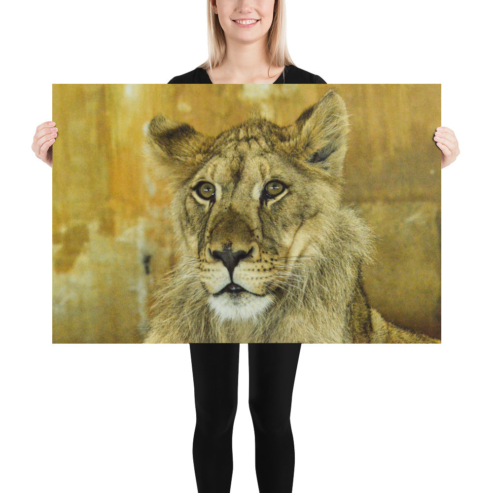 Poster - Young Lion 2