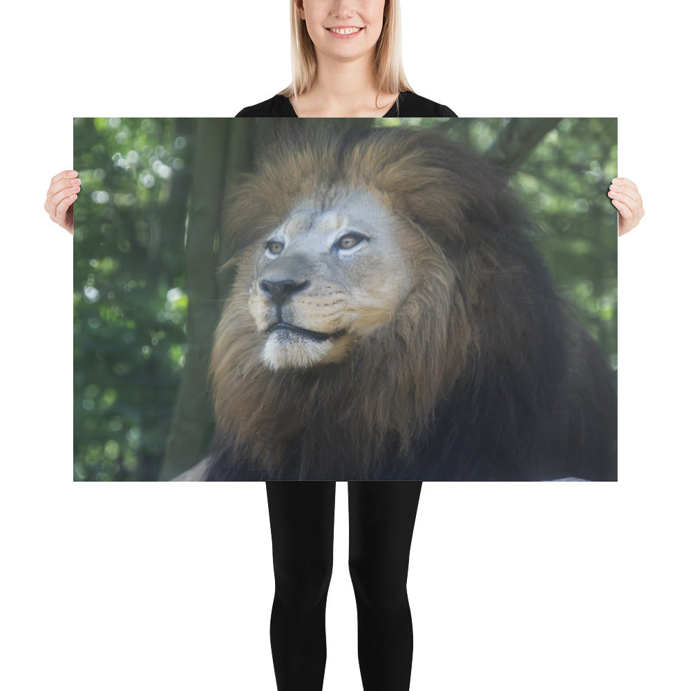 Poster - Lion Profile 2