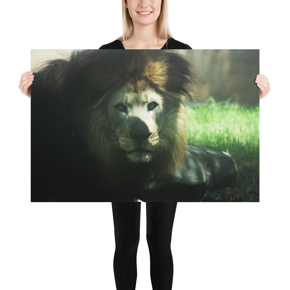 Poster - Lion In The Shadows