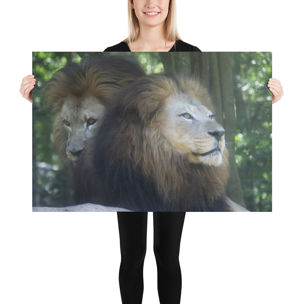 Poster - Lion Brothers 1