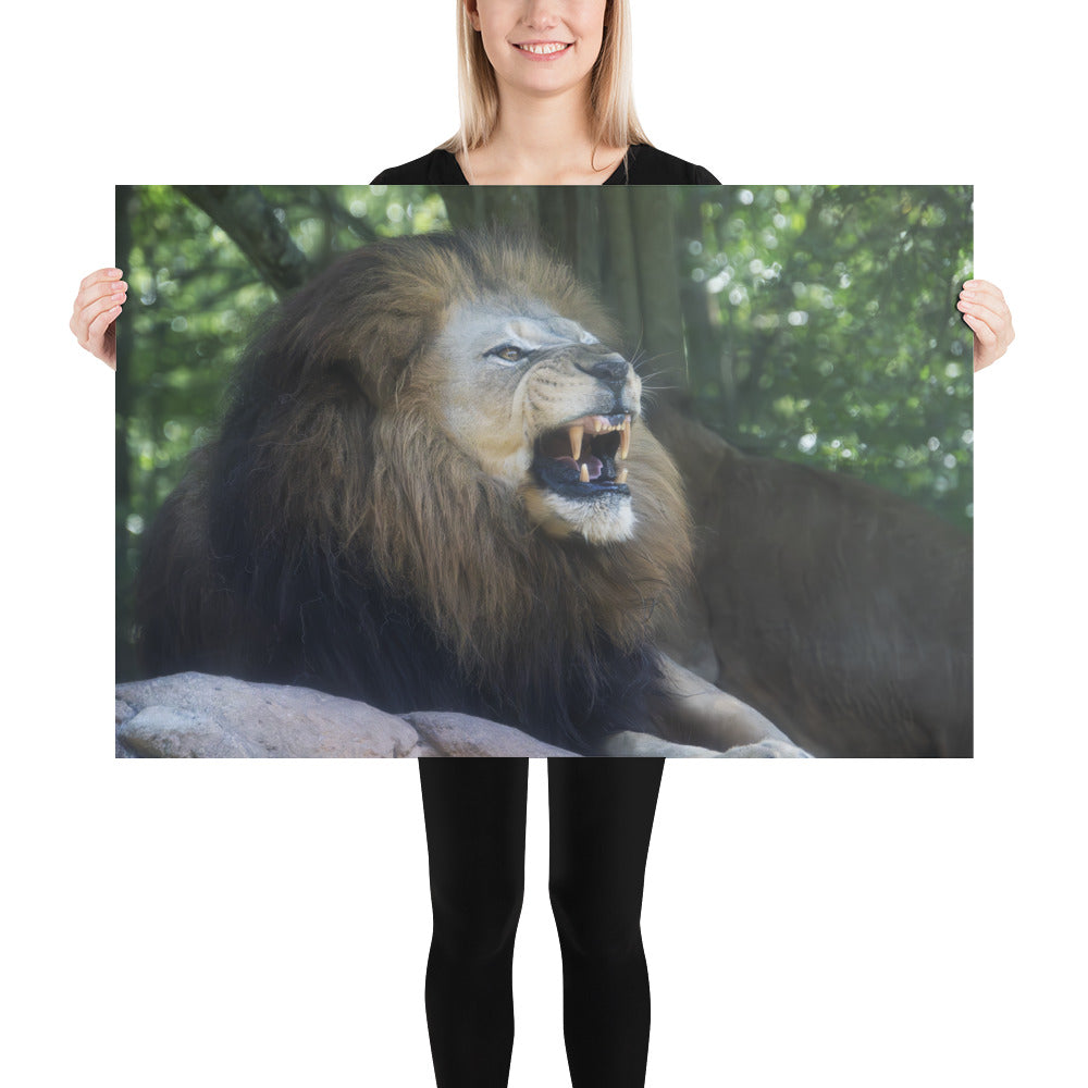 Poster - Lion Snarl