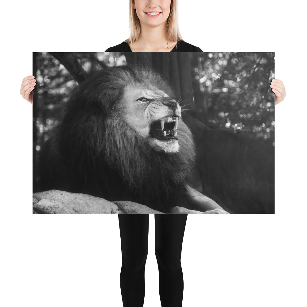 Poster - Lion Snarl Greyscale