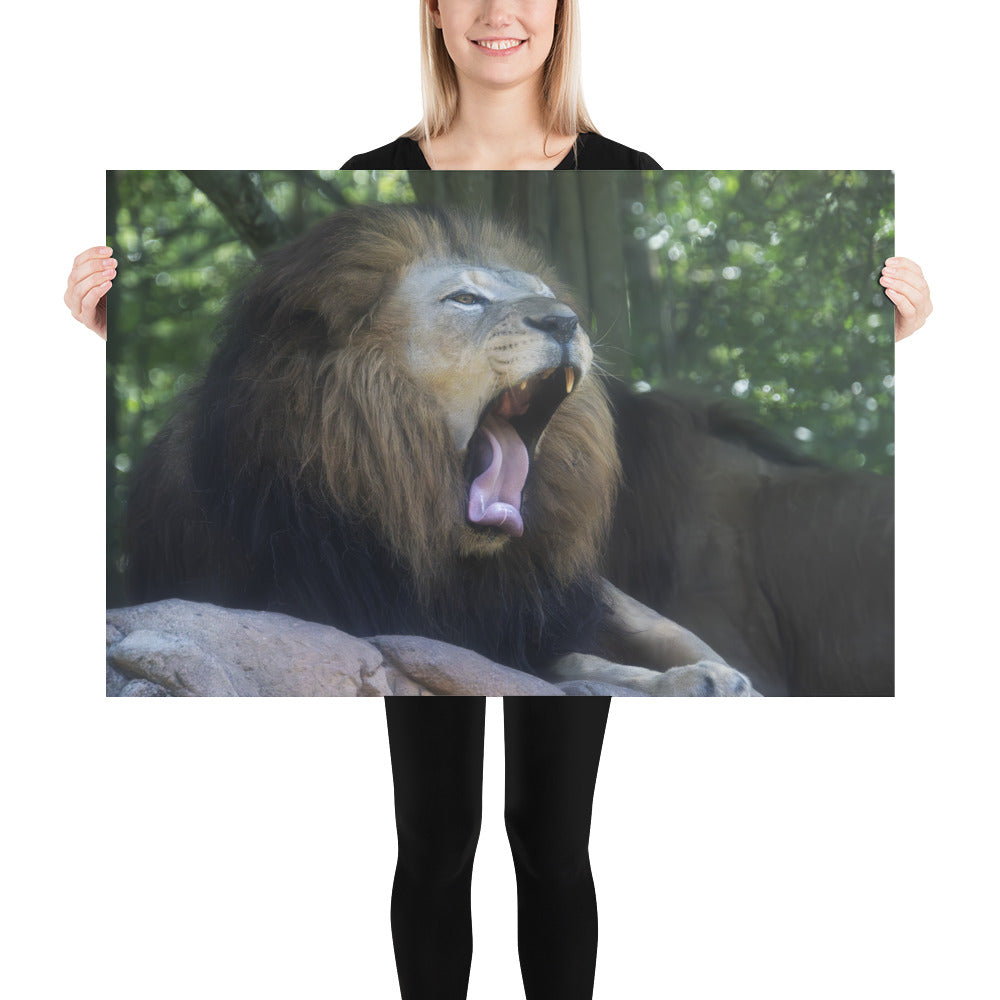 Poster - Lion Yawn