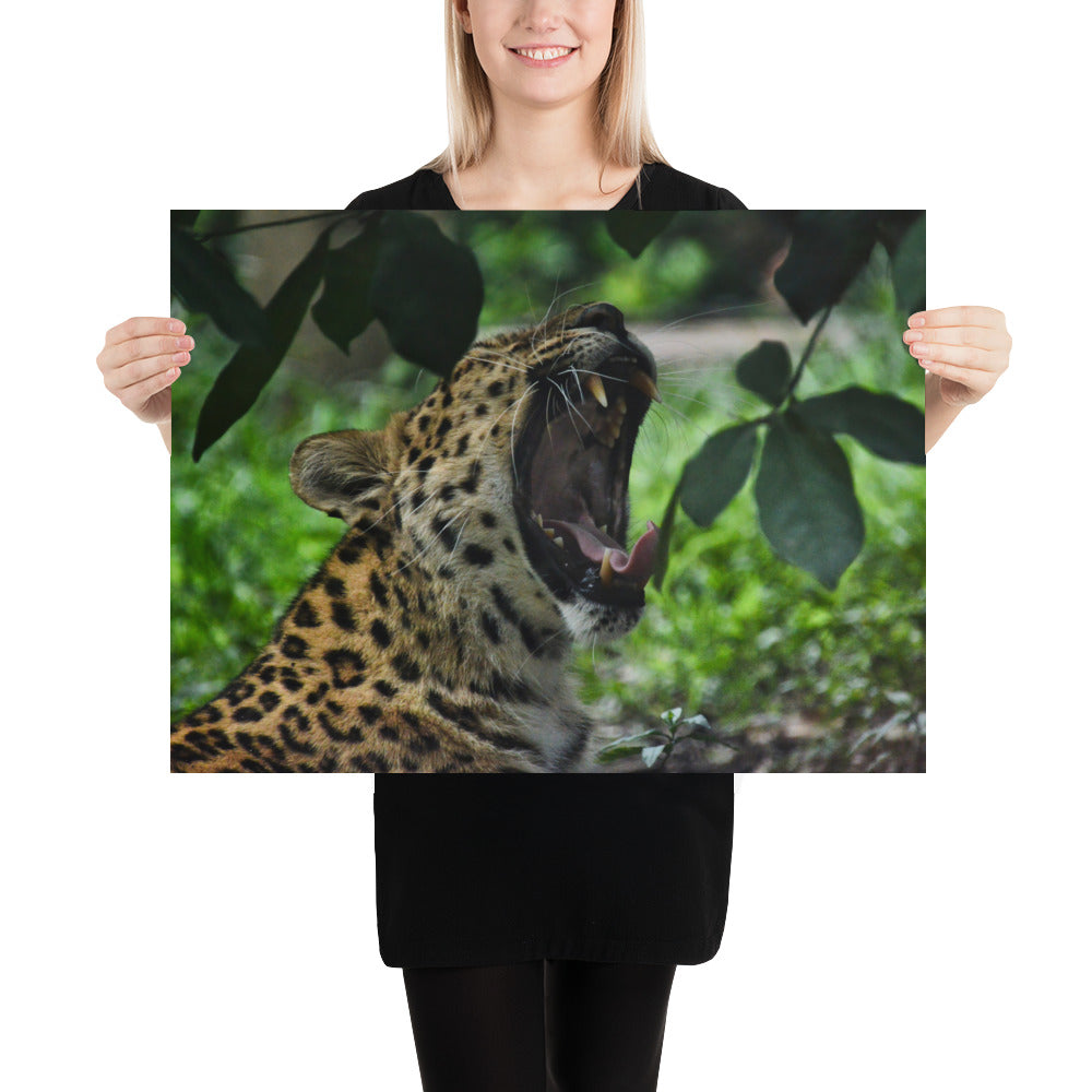 Poster - Yawning Leopard