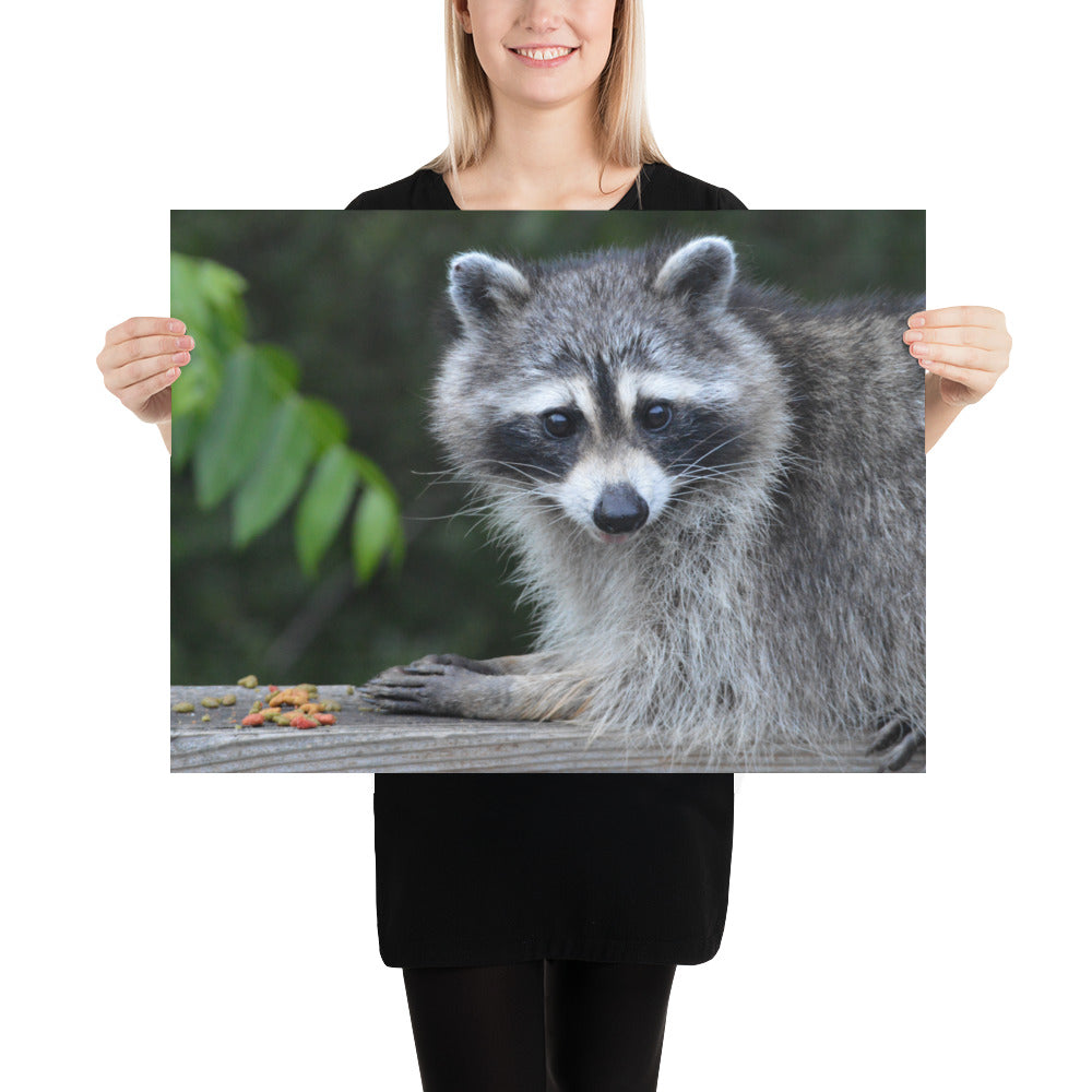 Poster - Cute Raccoon