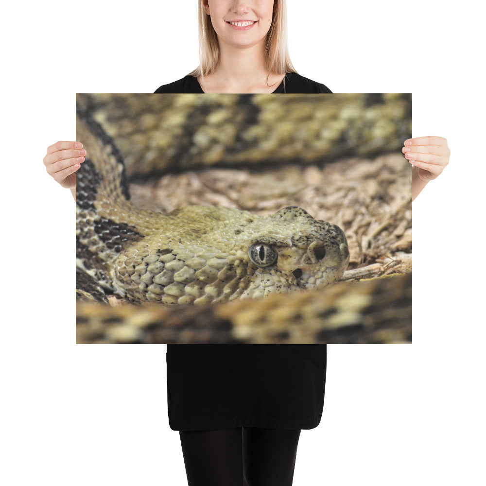 Poster - Rattlesnake Close Up