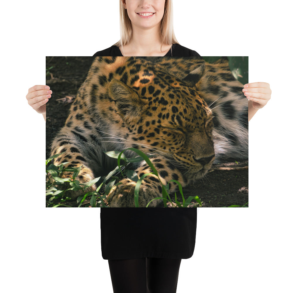 Poster - Sleepy Leopard
