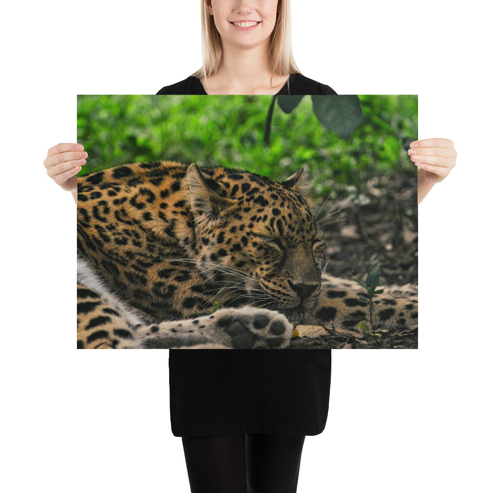 Poster - Sleepy Leopard 2