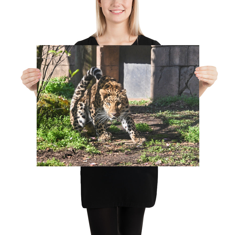 Poster - Crouching Leopard 2