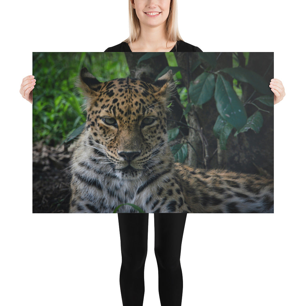 Poster - Fierce Leopard Eyes