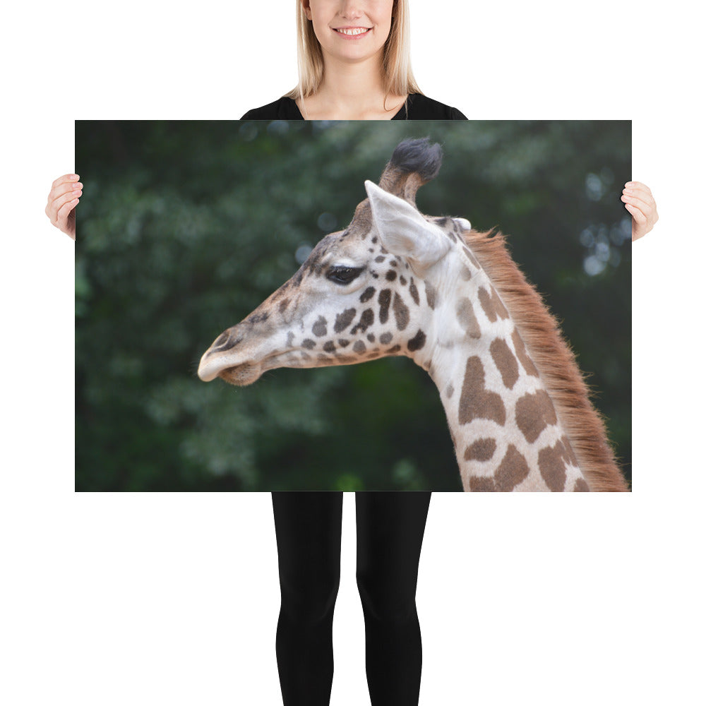 Poster - Giraffe 2