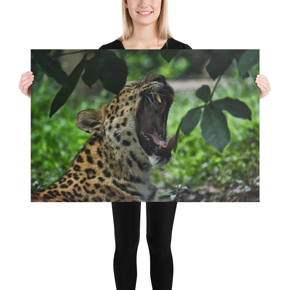 Poster - Yawning Leopard
