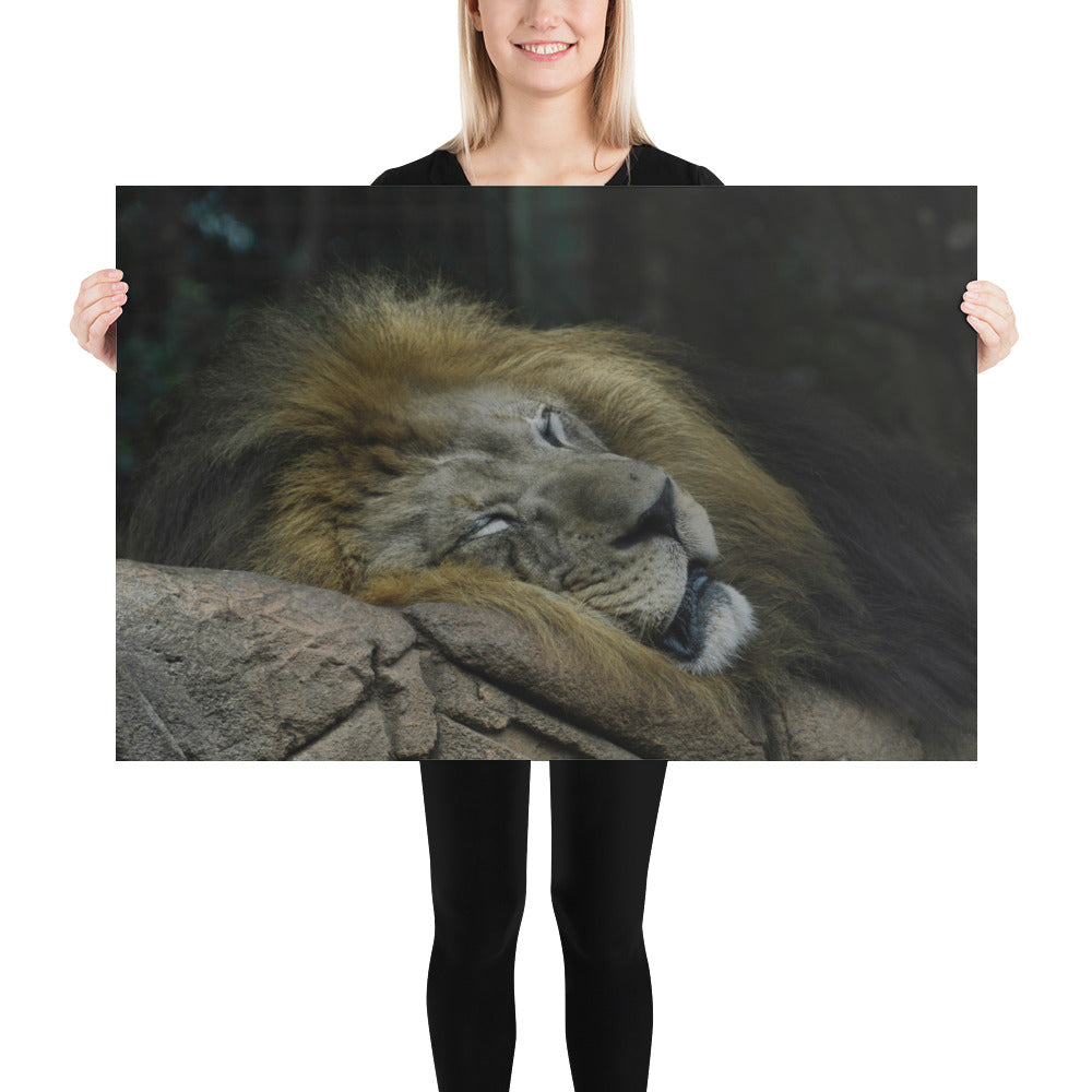 Poster - Sleepy Lion