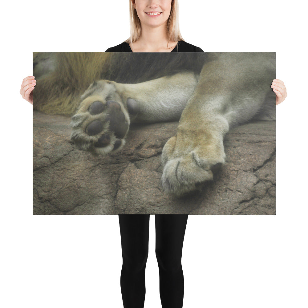 Poster - Lion Paws 2