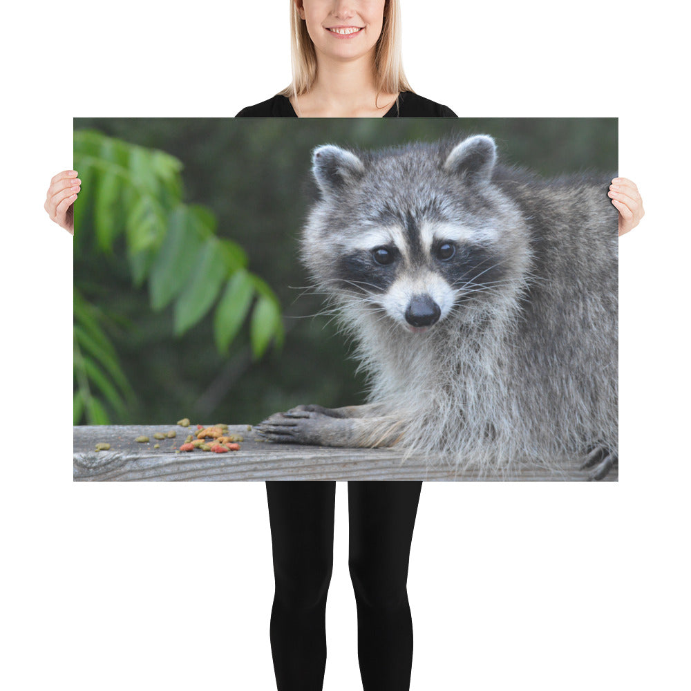 Poster - Cute Raccoon