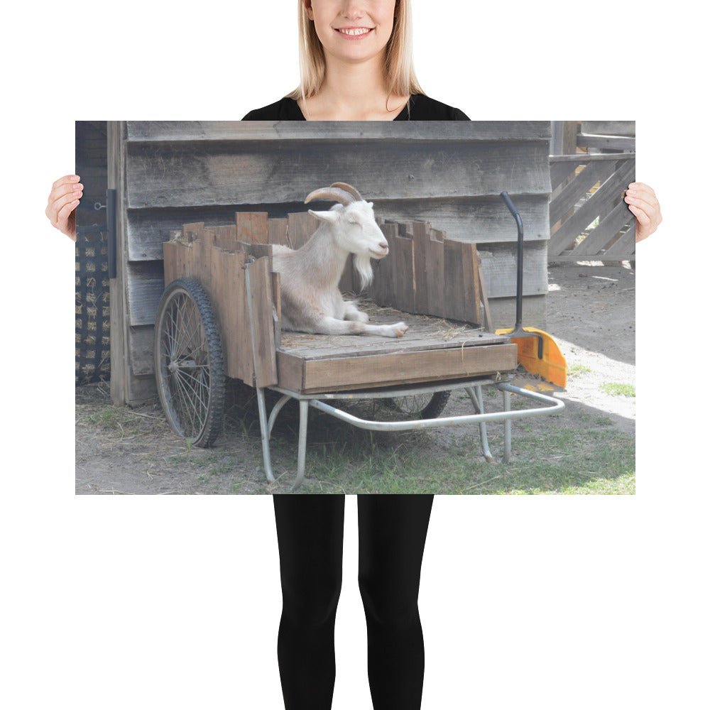 Poster - Goat Cart