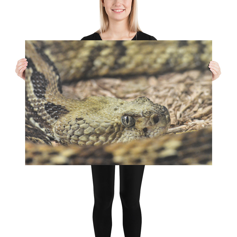 Poster - Rattlesnake Close Up