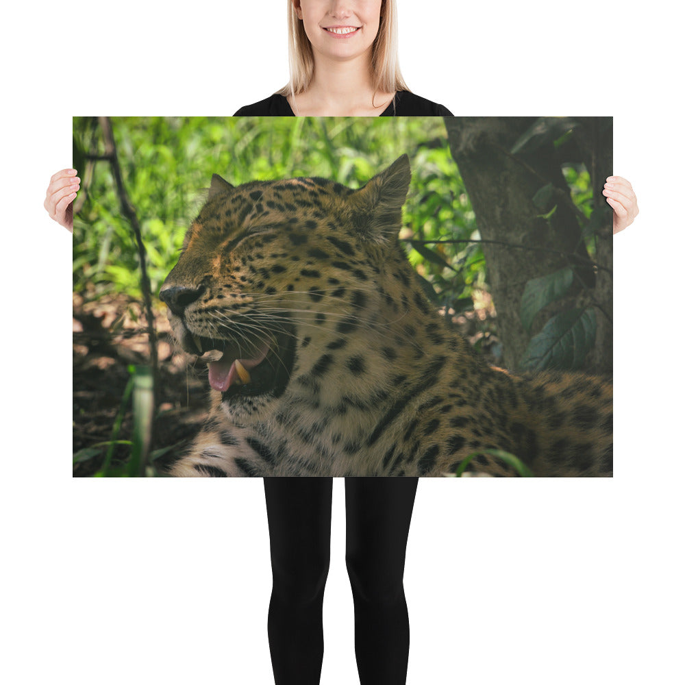 Poster - Laughing Leopard