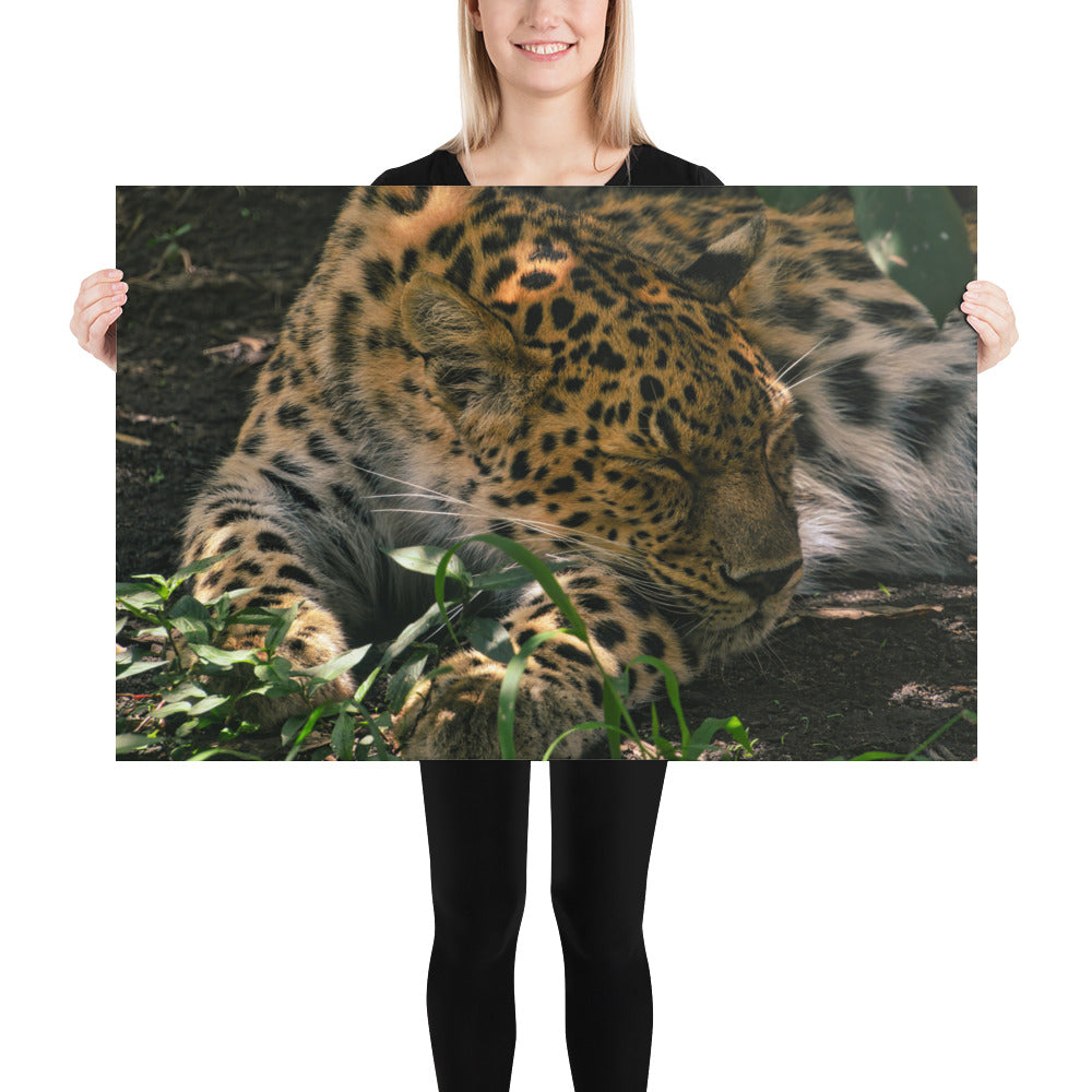 Poster - Sleepy Leopard