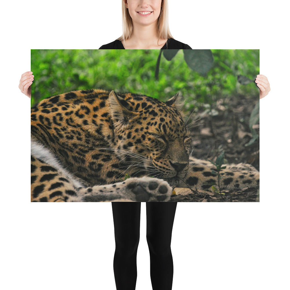 Poster - Sleepy Leopard 2