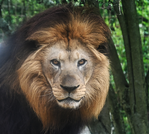 Black Glossy Mug - Lion 1