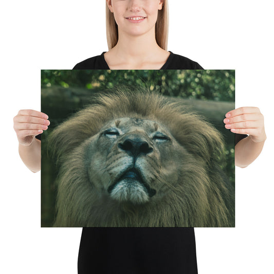 Poster - Majestic Lion