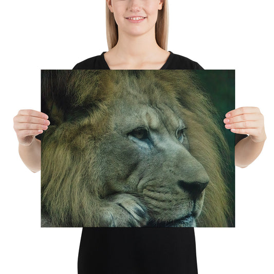 Poster - Lion Close-up