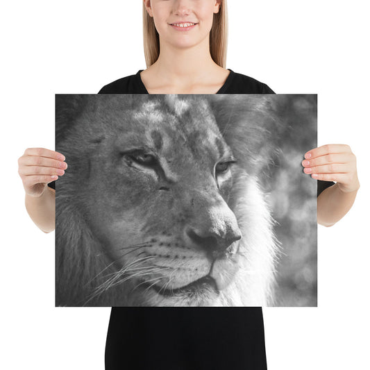 Poster - Lion Greyscale