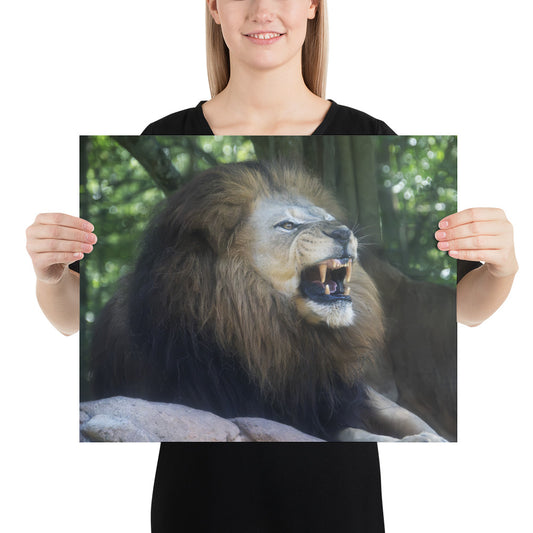 Poster - Lion Snarl