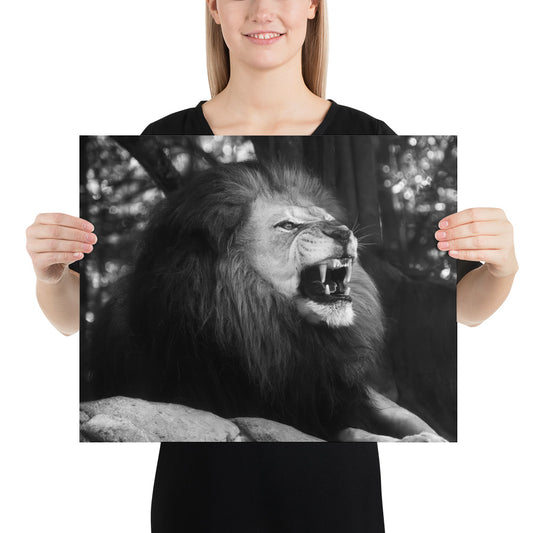 Poster - Lion Snarl Greyscale