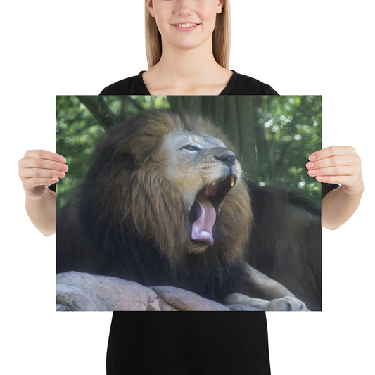 Poster - Lion Yawn