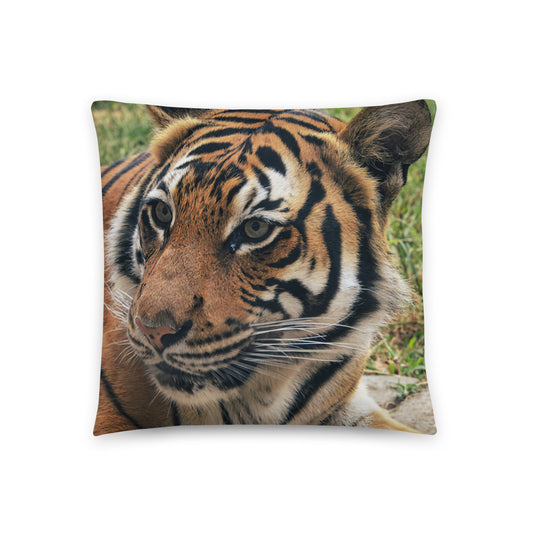 Accent Pillow - Tiger