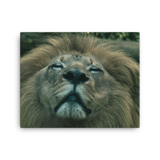 Canvas - Lion 1