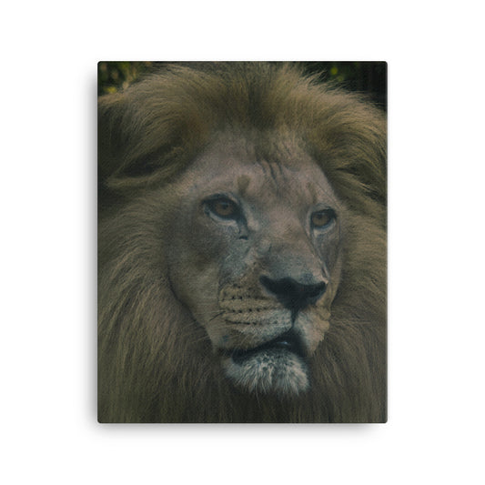 Canvas - Lion 2