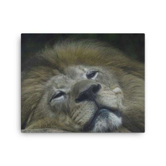 Canvas - Lion 3