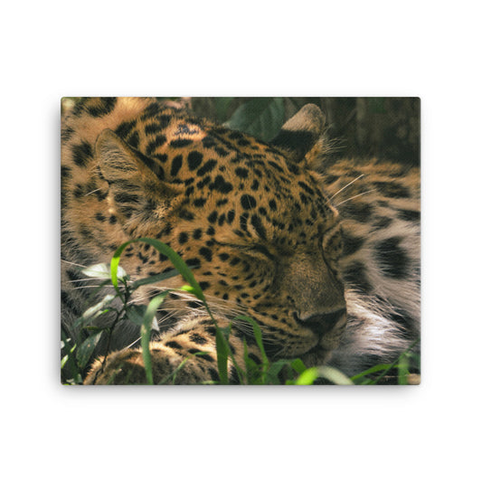 Canvas - Leopard 2