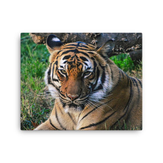 Canvas - Tiger 4