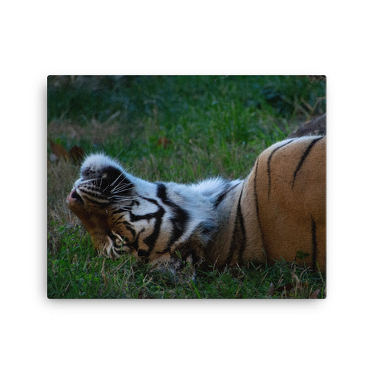 Canvas - Tiger 5