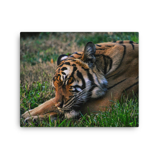 Canvas - Tiger 6