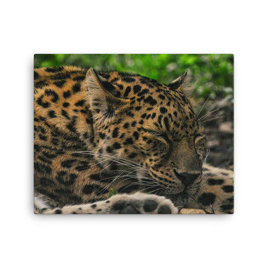 Canvas - Leopard 4