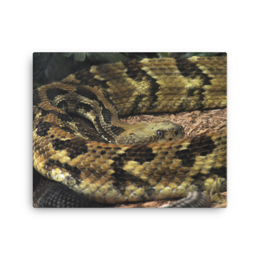 Canvas - Rattlesnake