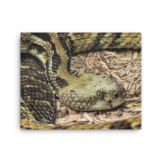 Canvas - Rattlesnake Close Up